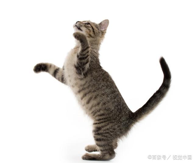 貓咪最新跳轉(zhuǎn)，尋找內(nèi)心平靜的奇妙冒險之旅