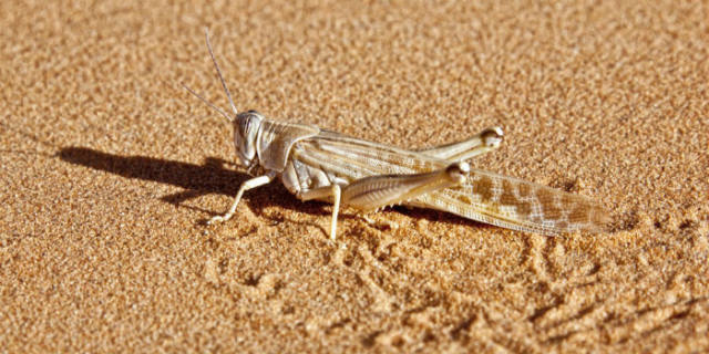 蝗災(zāi)最新動態(tài)，科技先鋒引領(lǐng)抗災(zāi)新時代