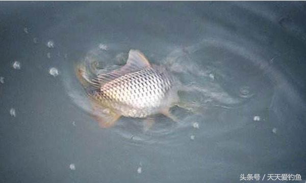 最新逗釣步驟指南，從入門到精通的釣魚技巧分享