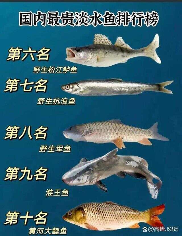 青魚國產(chǎn)最新論述，探索與解析