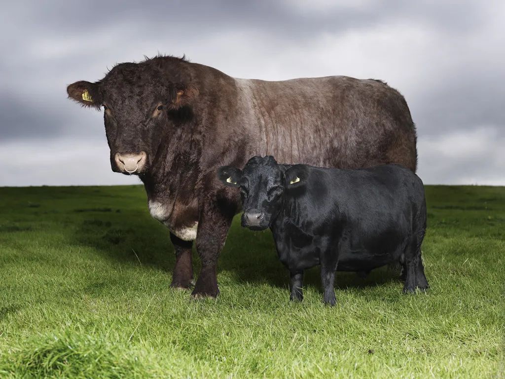 小巷隱藏寶藏，探訪特色小店，領(lǐng)略最牛最新魅力之旅