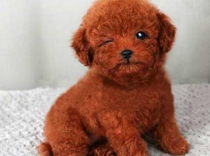 最新小鹿犬，趣事不斷，傳遞溫馨友誼與愛的小使者