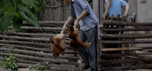 最新版偷雞，從變化中學(xué)習(xí)，擁抱自信，成就非凡之路