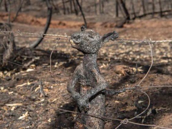 南澳山火最新情況更新，實時動態(tài)與進展