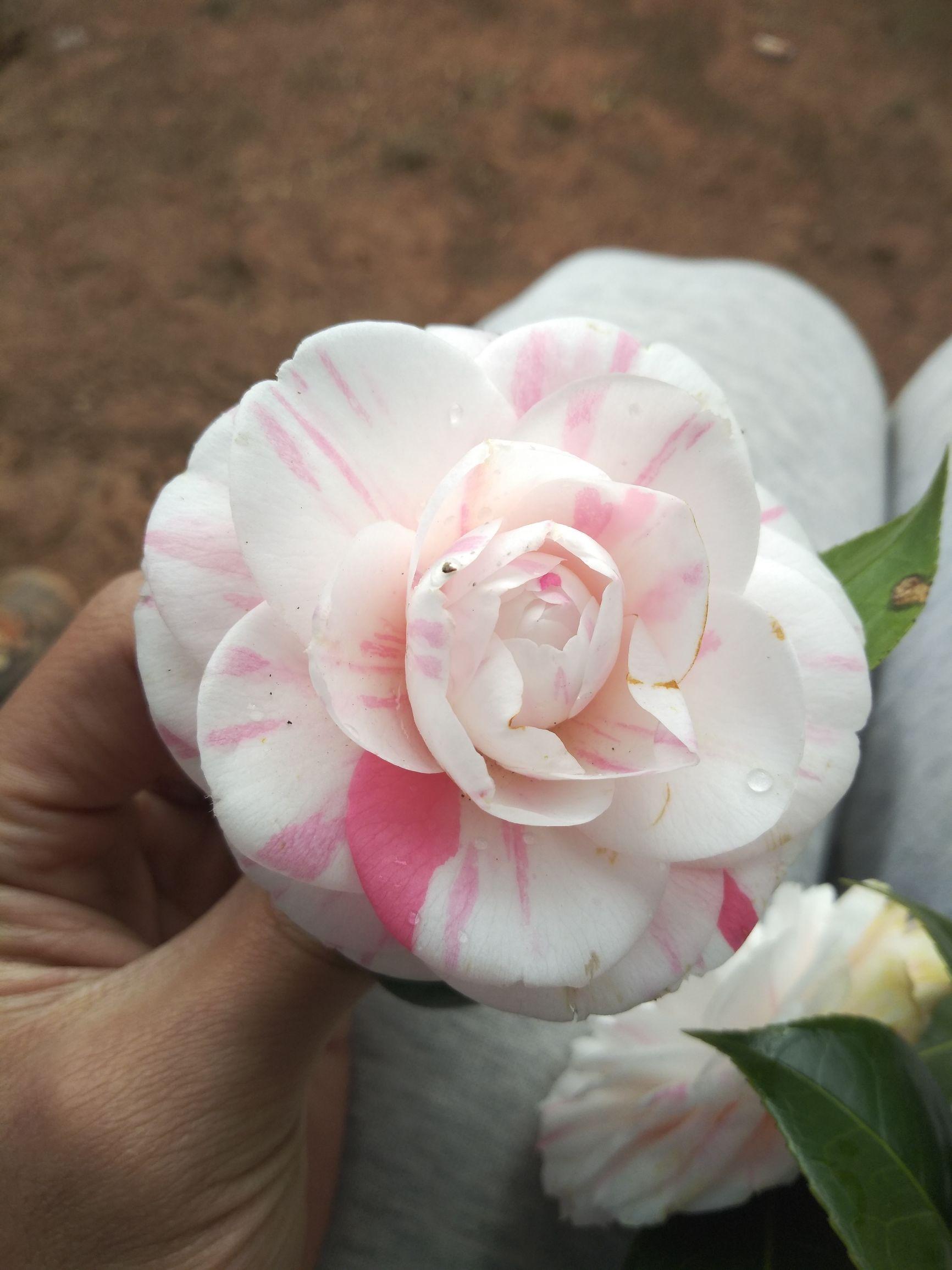 愛5最新劇情，心靈與自然的奇妙之旅