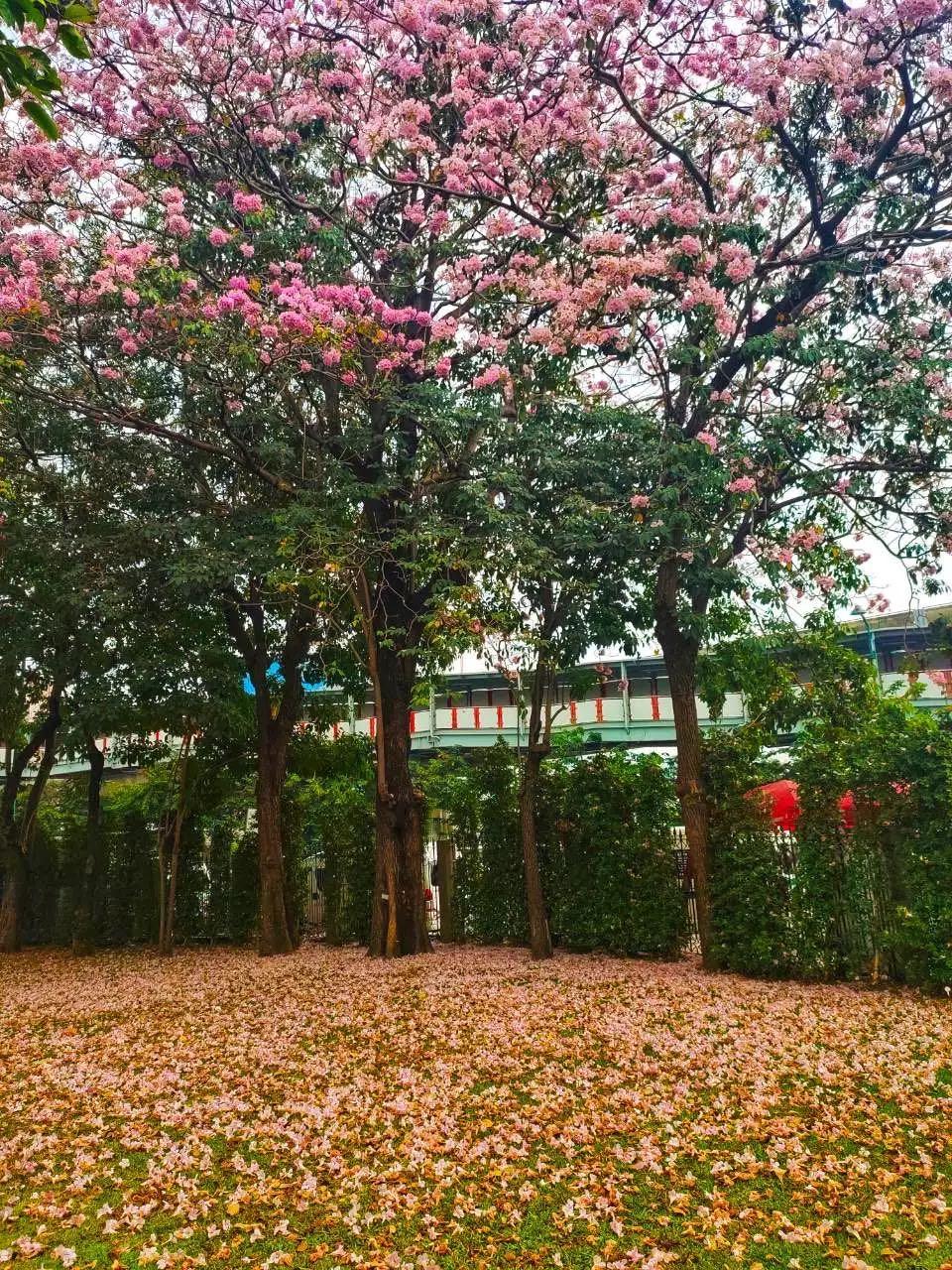 全球最新疫情動(dòng)態(tài)，變化中的學(xué)習(xí)之路與自信成就的力量