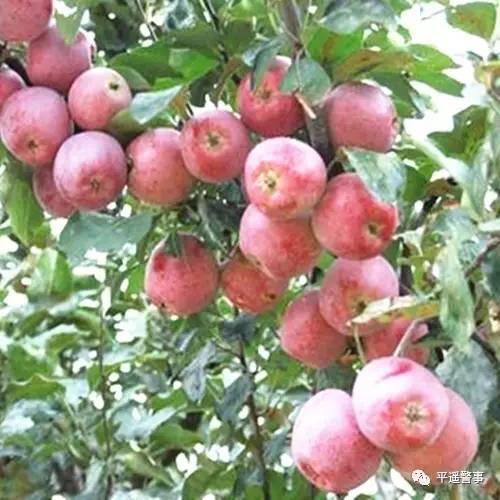 西太后愛(ài)心包最新系列，時(shí)尚與慈善的完美結(jié)合，展現(xiàn)獨(dú)特魅力風(fēng)采