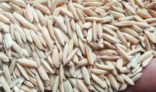 夏鳴星谷子最新科技，點(diǎn)亮生活，科技璀璨引領(lǐng)未來(lái)