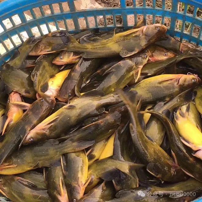 黃顙魚最新報(bào)價(jià)大全，專業(yè)指南與實(shí)時(shí)更新