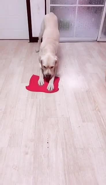 最新狗小視頻，溫馨日常故事